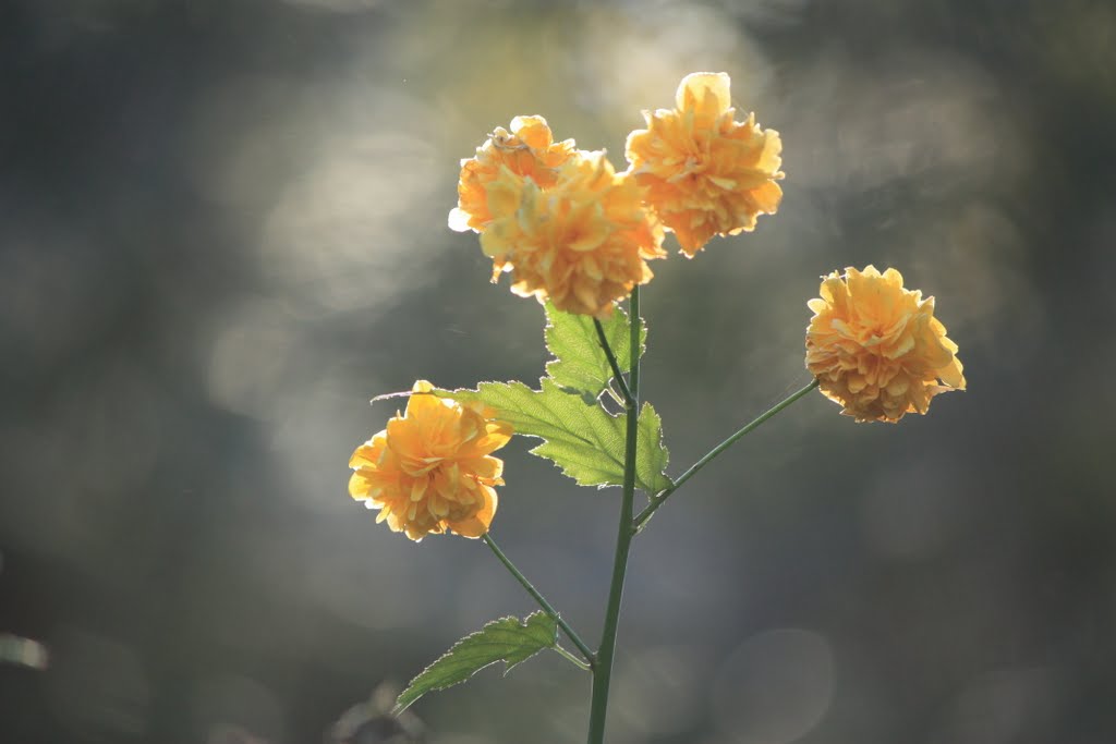 雏菊